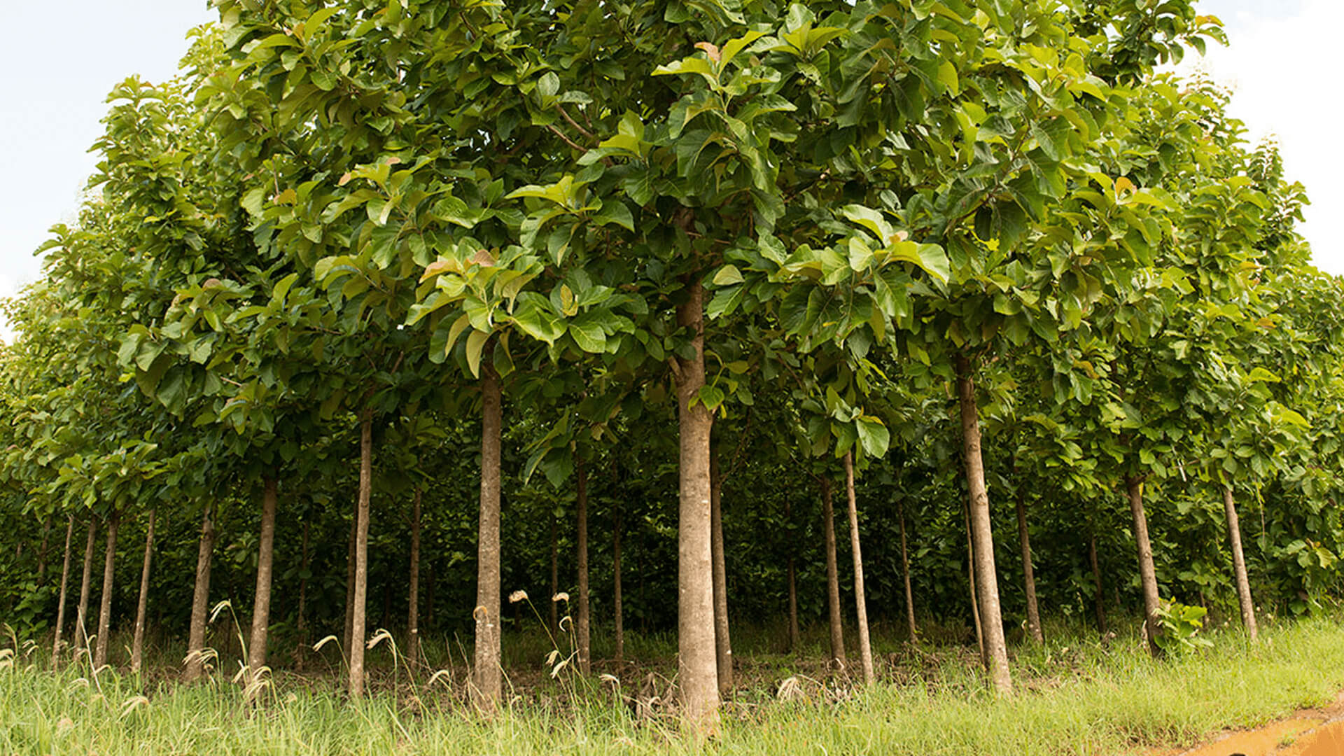 banner_agarwood