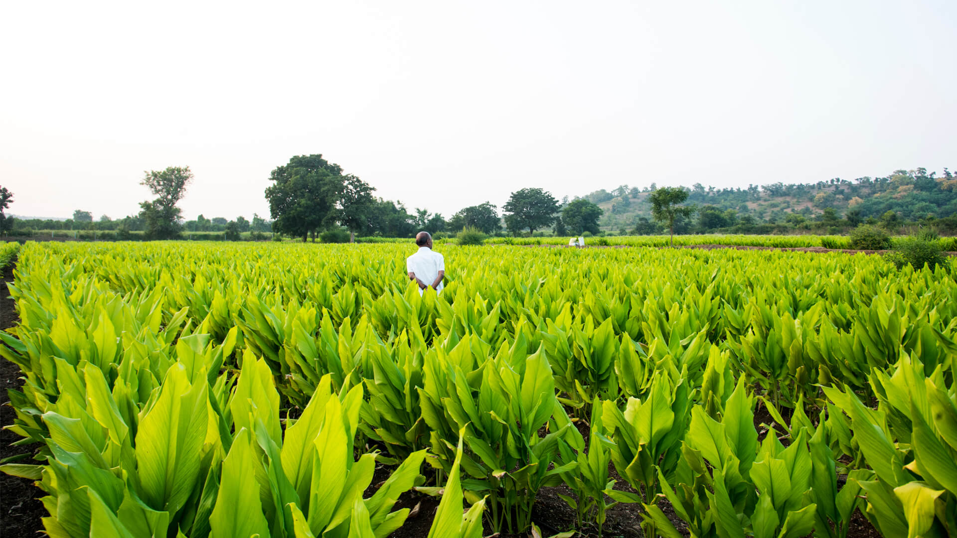 banner_orang